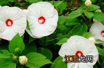 芙蓉葵红是什么颜色 芙蓉葵