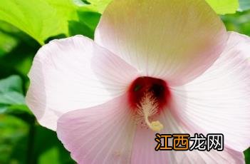 芙蓉葵红是什么颜色 芙蓉葵