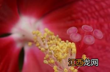 芙蓉葵红是什么颜色 芙蓉葵