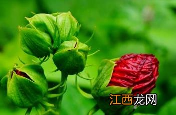 芙蓉葵红是什么颜色 芙蓉葵