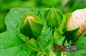 芙蓉葵红是什么颜色 芙蓉葵