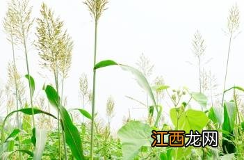 高粱米糠 高粱米糠的药用