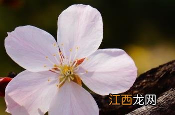 东京樱花开放时间23年 东京樱花