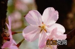 东京樱花开放时间23年 东京樱花