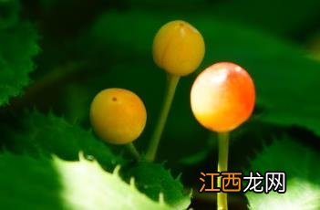 东京樱花开放时间23年 东京樱花