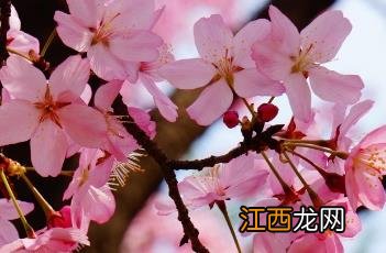 东京樱花开放时间23年 东京樱花