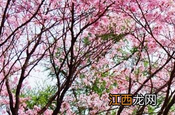 东京樱花开放时间23年 东京樱花