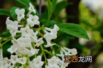 香荚蒾 香荚蒾果实可以吃吗