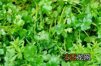 芫荽怎么读拼音 芫荽