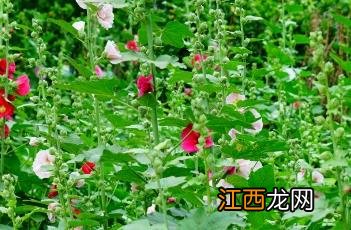 蜀葵 蜀葵花