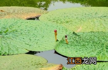 中草药芡实 芡实_本草新编