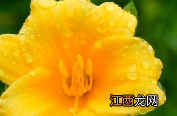 金娃娃萱草 萱草花和黄花菜是一个东西吗