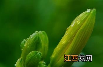 金娃娃萱草 萱草花和黄花菜是一个东西吗