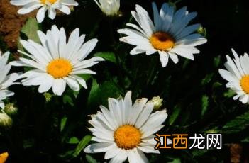 大滨菊 大滨菊是一年生还是多年生