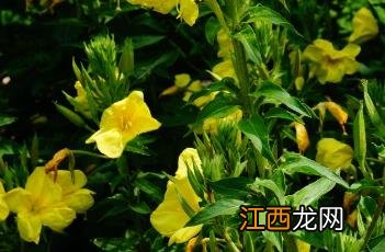 黄花月见草的功效与主治 黄花月见草