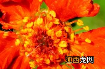 红花水杨梅图片 红花水杨梅