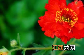 红花水杨梅图片 红花水杨梅