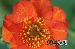 红花水杨梅图片 红花水杨梅