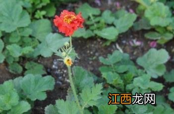 红花水杨梅图片 红花水杨梅