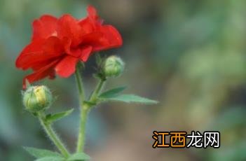 红花水杨梅图片 红花水杨梅