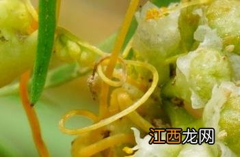 菟丝子_神农本草经百种录 菟丝子 本草