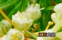 菟丝子_神农本草经百种录 菟丝子 本草