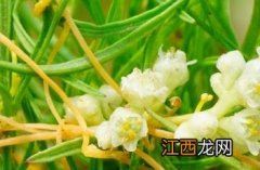 菟丝子(中药 菟丝子_本草思辨录