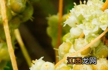 菟丝子泡水喝能提高性功能吗 菟丝子