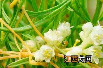 菟丝子泡水喝能提高性功能吗 菟丝子