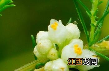 菟丝子泡水喝能提高性功能吗 菟丝子