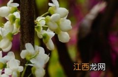 白花紫荆树 白花紫荆