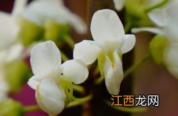 白花紫荆树 白花紫荆