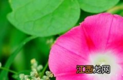 牵牛子本草纲目 牵牛子_纲目