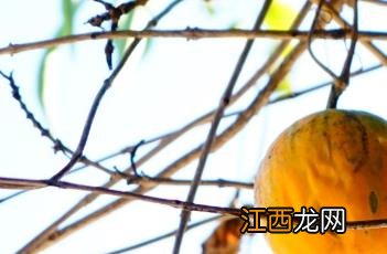 栝楼茎叶 栝楼茎叶可以搭配车前草熬水吗