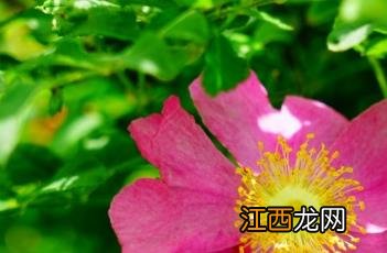 刺梨 刺梨的功效与作用