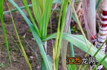 甘蔗_本草新编 甘蔗 本草纲目