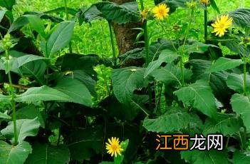 串叶松香草 串叶松香草为啥没人种植