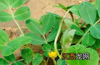 落花生枝叶主治什么 落花生枝叶