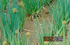 本草纲目 葱 葱_本草新编