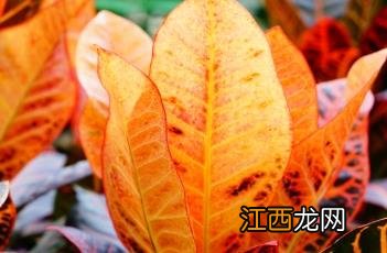 蜂腰变叶木有毒吗 蜂腰变叶木