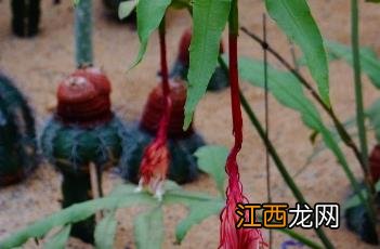 昙花一现 昙花