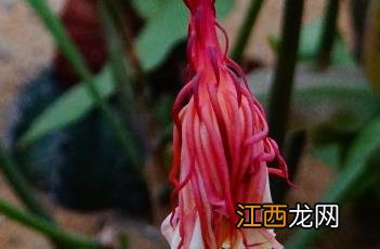 昙花一现 昙花