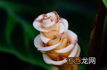 紫背天鹅绒竹芋 紫背天鹅绒竹芋的养殖方法和注意事项