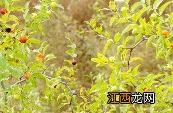 酸枣仁_本草崇原 酸枣仁本草经