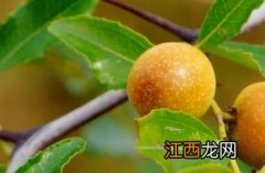 酸枣仁_本草新编 酸枣仁本草经