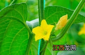 甜瓜花芽分化最佳温度 甜瓜花