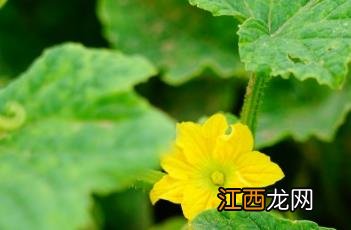 甜瓜花芽分化最佳温度 甜瓜花