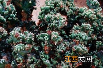 山影拳 山影拳的风水禁忌