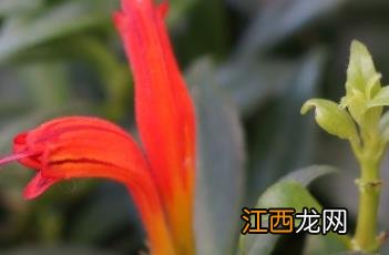 美丽口红花开完花怎样修剪 美丽口红花