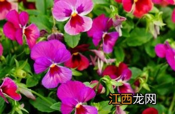 什么是堇菜 香堇菜